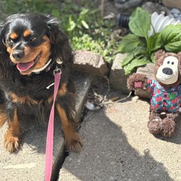 Cavalier King Charles Spaniel Puppies from Family first cavaliers