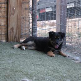 Griffon - Black male Australian Shepherd puppy in Sonoita, Arizona from Gardner Canyon Kennels