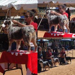 Miniature Australian Shepherd and Toy Australian Shepherd All Grown Up from 2Lazy2P Mini Aussies