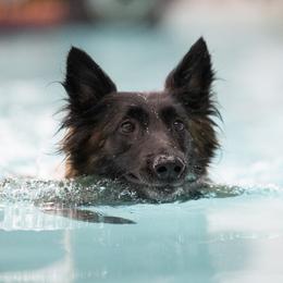 Belgian Tervuren from Reves Vifs Belgian Shepherds