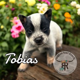 TOBIAS - Blue male Australian Cattle Dog puppy in Kalispell, Montana from BTR Australian Cattle Dogs