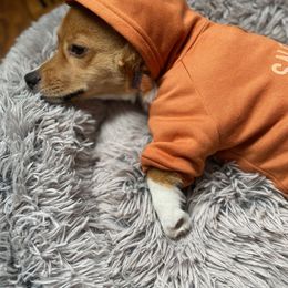 Pembroke Welsh Corgi Puppies from RK Corgis