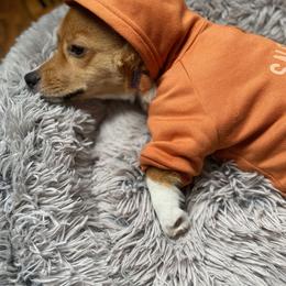 Pembroke Welsh Corgi Puppies from RK Corgis