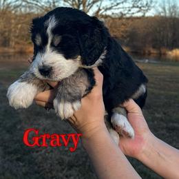 GRAVY - Tri-color male Bernedoodle puppy in St. James, Missouri from Backwoods Bernedoodles