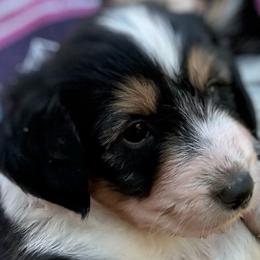 Waylon - Black tri-color male Aussiedoodle puppy in Allardt, Tennessee from Hearth&Hound Doodles