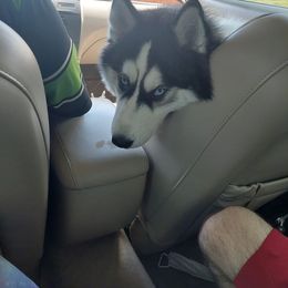 Siberian Husky Puppies from Milly's Showline Pets