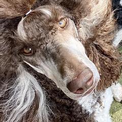 Shazia - Poodle