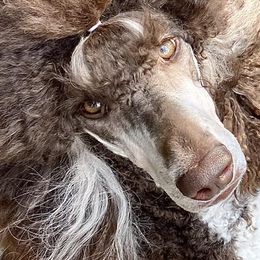Shazia - Poodle