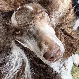 Shazia - Poodle