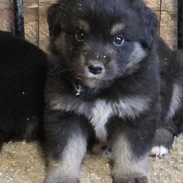 Girl 3 - female Miniature American Shepherd puppy in Goldendale, Washington from Amulet Charm