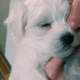 Leo - White male Maltese puppy in Ludington, Michigan from OT Maltese & Co