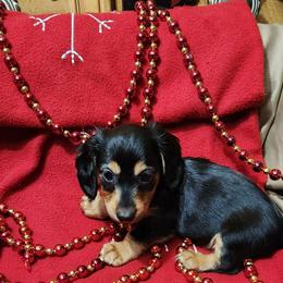 Black and tan long hair - Black and tan female Dachshund puppy in West Plains, Missouri from Spring Creek Dachshunds