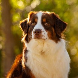 Fuji - Miniature American Shepherd
