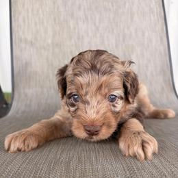 Buzz - Merle male Goldendoodle puppy in Point, Texas from Tiny Paws Goldendoodles