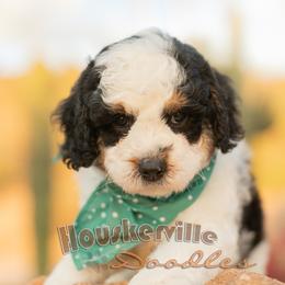 Lily - Tri-color female Bernedoodle puppy in Wickenburg, Arizona from Houskerville Doodles