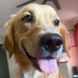 Poppy - Golden Retriever