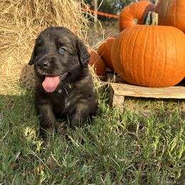Leonberger Puppies from Magnolia Leos