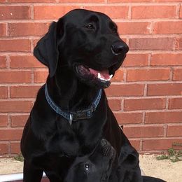 Labrador Retrievers from Madrock Kennels