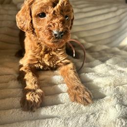 Pink Collar AKC - Red  female Poodle puppy in Dallas, Georgia from West Cobb Dogs