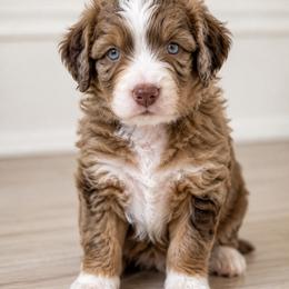 Bernedoodle, Goldendoodle, and Poodle Puppies from Gentle Paw Goldendoodles