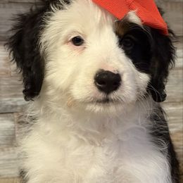 Poppy - Tri-color female Bernedoodle puppy in Peterstown, West Virginia from To Love A Doodle