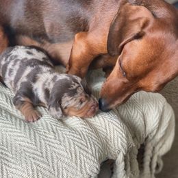 Dachshunds from Sykes Pups