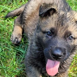 German Shepherds from Vom Haus Borchardt