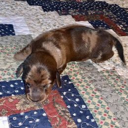 Dachshund Puppies from SkyeRiot Dachshunds