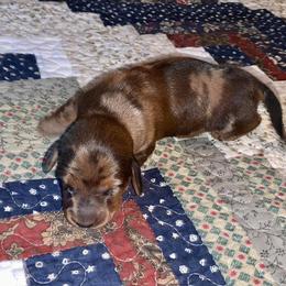 Dachshund Puppies from SkyeRiot Dachshunds