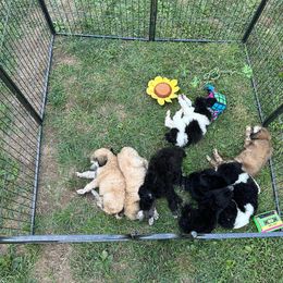 Dalmatian, Poodle, and Rhodesian Ridgeback Puppies from Ruffles, Ridges, & Spots!