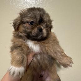 Billy - Gold and white male Shih Tzu puppy in Azusa, California from RJ Shih Tzu lover