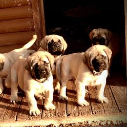 Mastiff Puppies from Majestic Mastiffs of Florida
