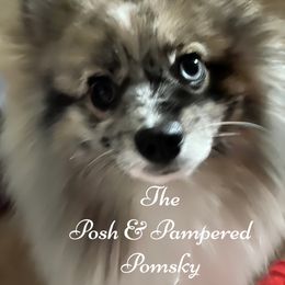 Pomeranian and Pomsky All Grown Up from The Posh & Pampered Pomsky