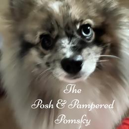 Pomeranian and Pomsky All Grown Up from The Posh & Pampered Pomsky