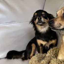 Bella - Chihuahua