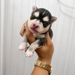 Thatcher - Gray and white male Pomsky puppy in Mc Callsburg, Iowa from SZ Rolling Acres LLC