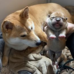Shiba Inu Puppies from Hana Shibas