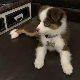 "Gypsy" Miniature Australian Shepherd Puppies from Integrity Aussies Tx
