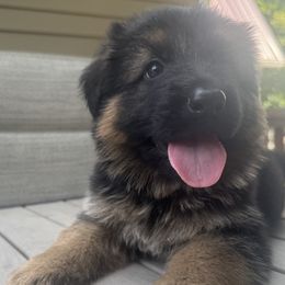 German Shepherd Puppies from Von Kingsburg Shepherds