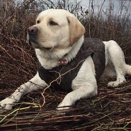 Labrador Retrievers from Sagehilllabradors