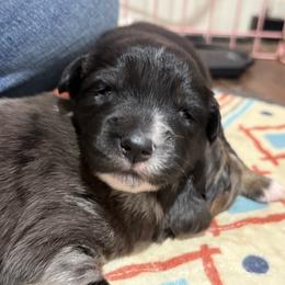 Coal - Black male Miniature Australian Shepherd puppy in North Lakeport, California from Wild Rose Ranch