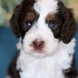 Vince - Brown and white male Cockapoo puppy in Yuciapa, California from AlltheDoodlez_