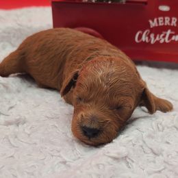 Frosty - Red  male Poodle puppy in Kannapolis, North Carolina from Carolina Great Danes & Toy Poodles