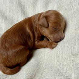Woody - Red male Cavapoo puppy in Cedar City, Utah from Pearson's Poodles