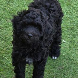 Prince - Black and white male Bernedoodle puppy in Mc Gaheysville, Virginia from Doting Doodles