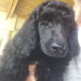 Puppy 5 (Hey) Male - Black male Poodle puppy in Crewe, Virginia from Whispering Woods Farms LLC