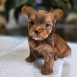 Chyna's Boy 2 - Gold male Yorkshire Terrier puppy in Aiken, South Carolina from Sio's Yorkies