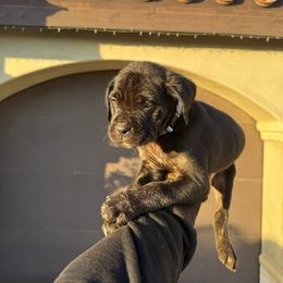 Cane Corso Puppies from ThinLine Cane Corso
