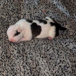 Boy 2 - Black male American Staffordshire Terrier puppy in Conley, Georgia from Cicero Kennels