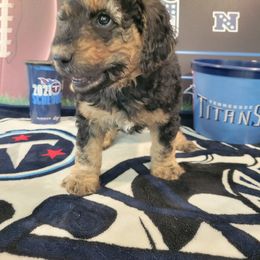 Labradoodle Puppies from Pawpaws Doodles